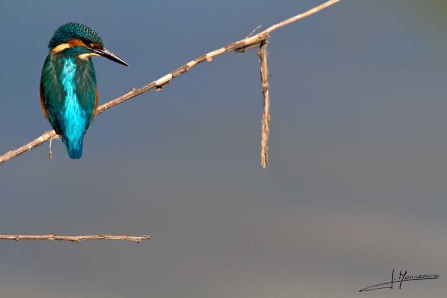 photo-oiseaux-021