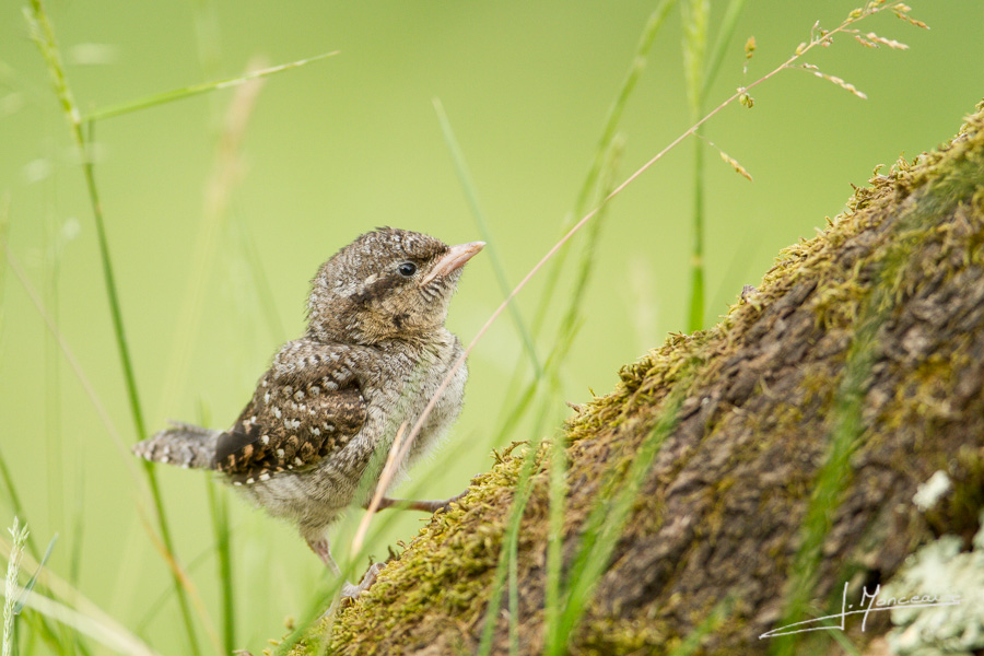 photo-oiseaux-068