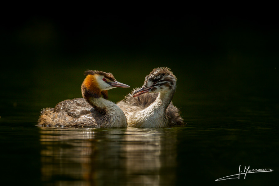 photo-oiseaux-073