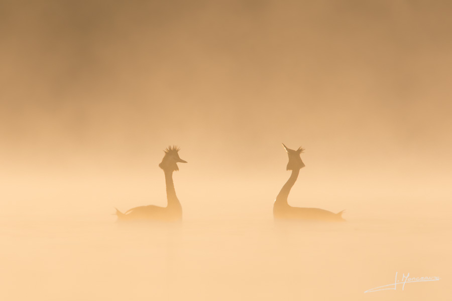 photo-oiseaux-109