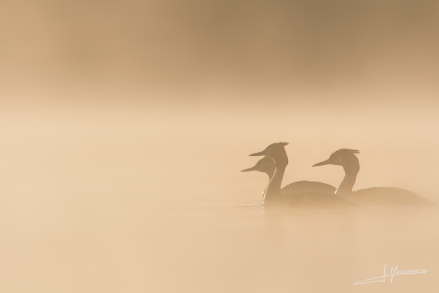 photo-oiseaux-110