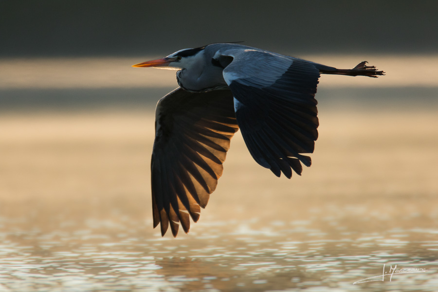 photo-oiseaux-134