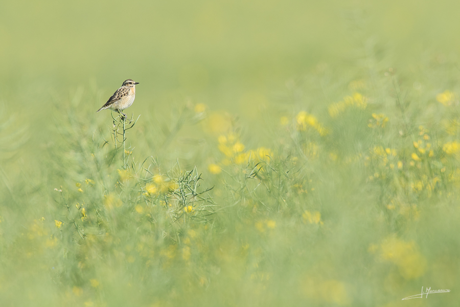 photo-oiseaux-152
