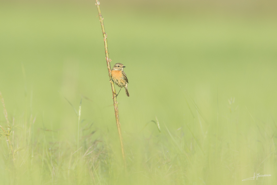 photo-oiseaux-153