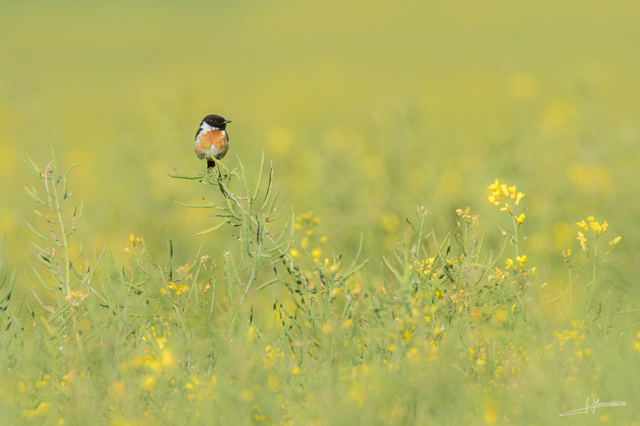photo-oiseaux-154