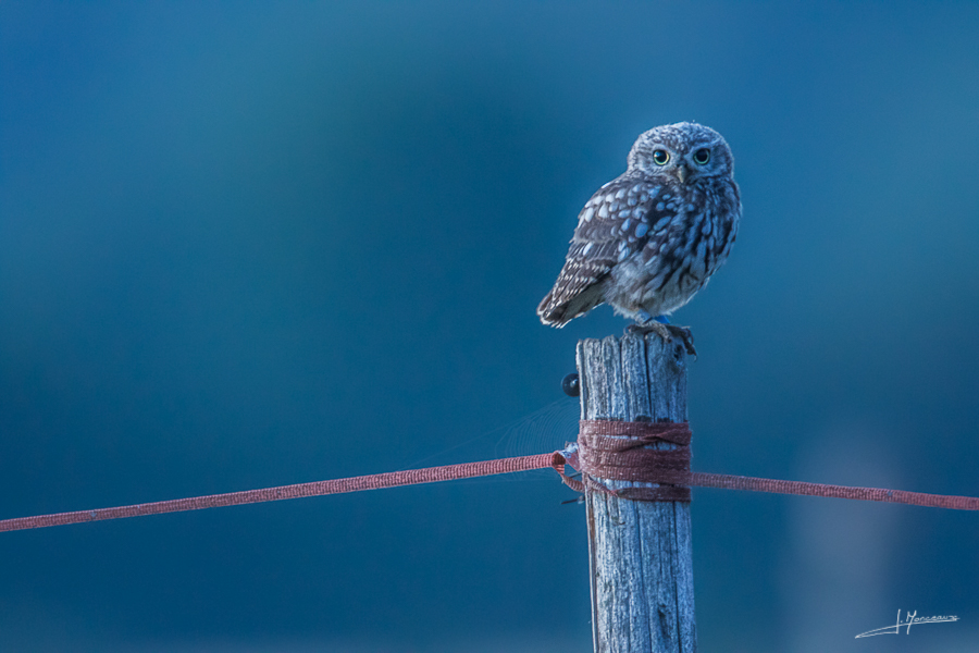 photo-oiseaux-155