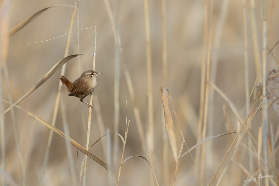 photo-oiseaux-157