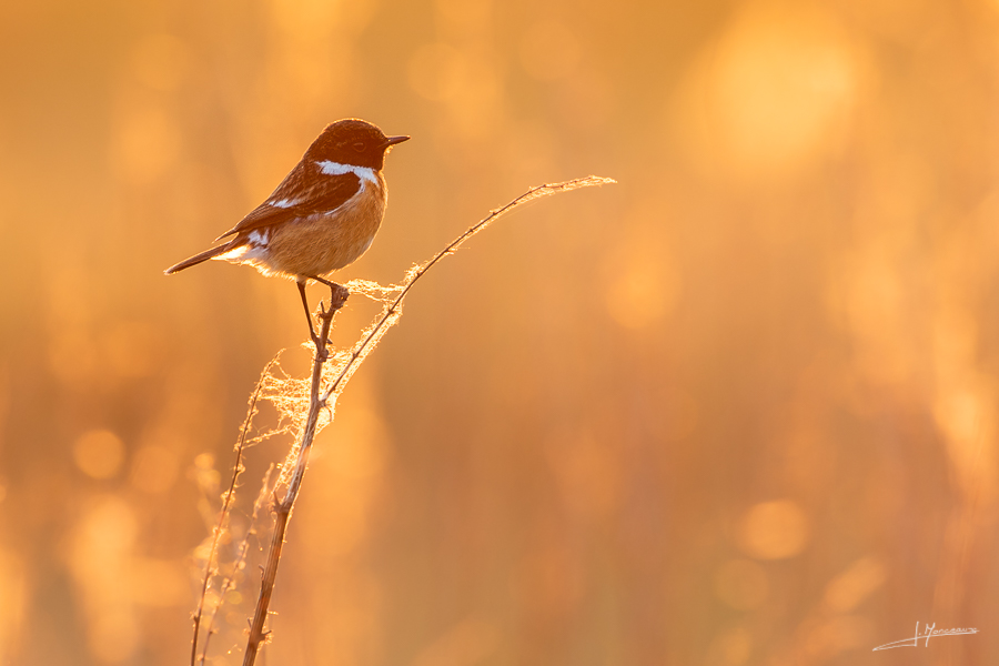 photo-oiseaux-158