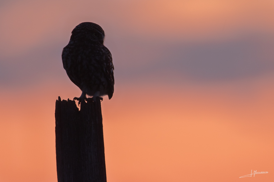 photo-oiseaux-162