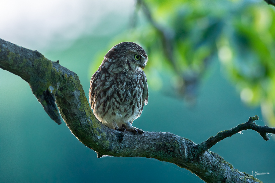 photo-oiseaux-163