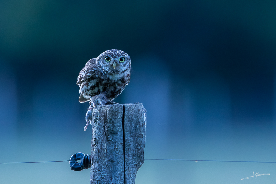 photo-oiseaux-165