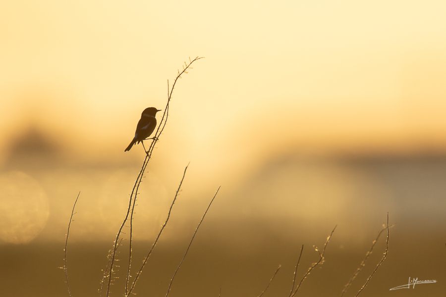 photo-oiseaux-166