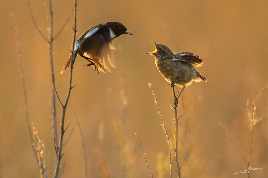 photo-oiseaux-167