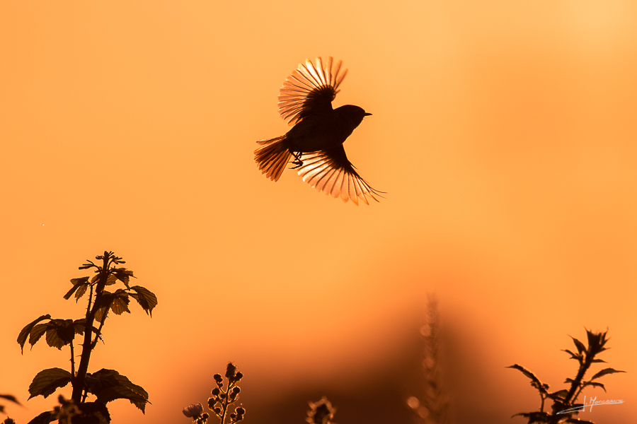 photo-oiseaux-169