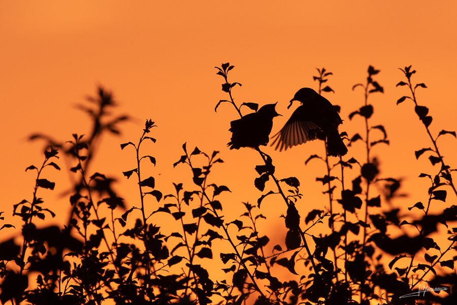 photo-oiseaux-170