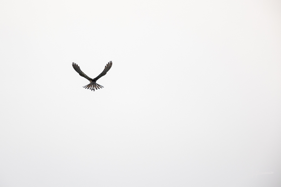 photo-oiseaux-173