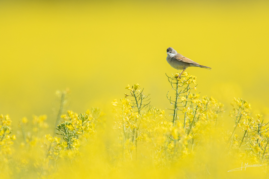 photo-oiseaux-175