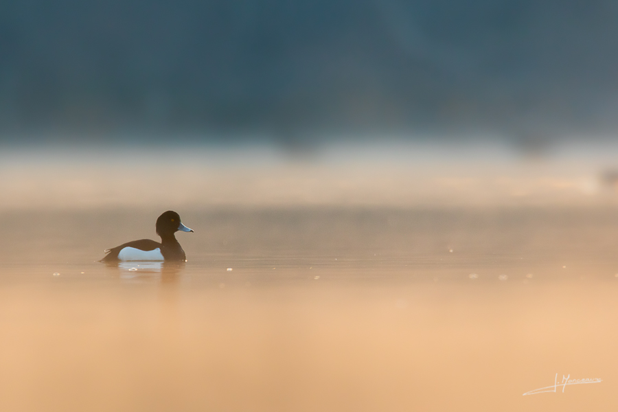 photo-oiseaux-176