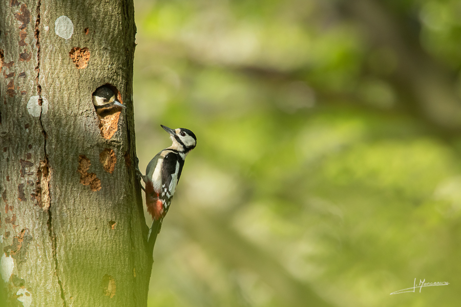 photo-oiseaux-177