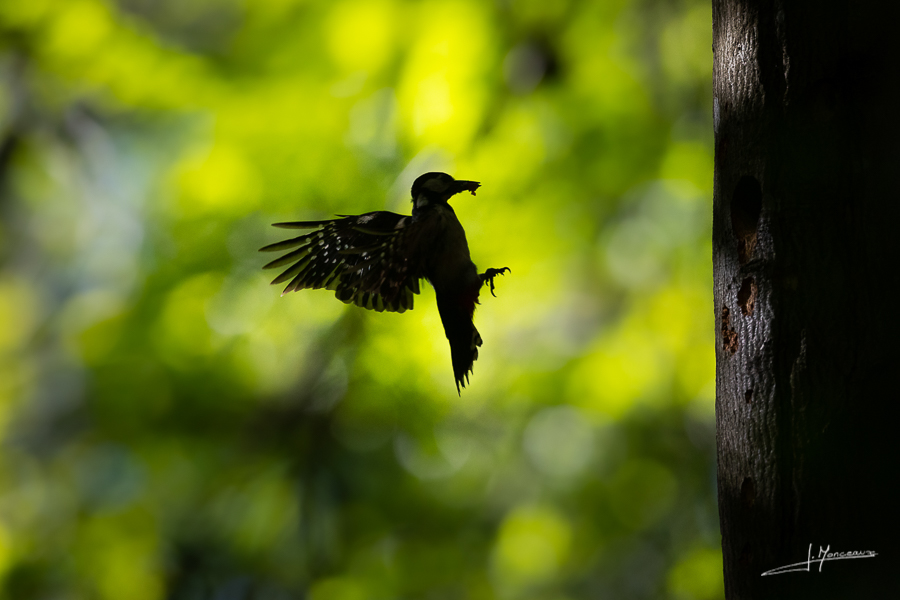 photo-oiseaux-178