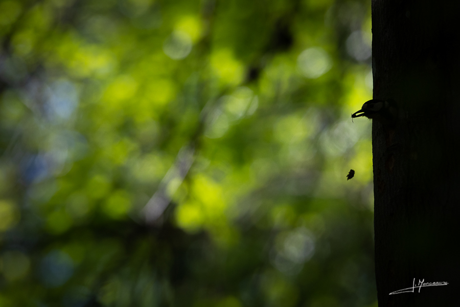 photo-oiseaux-179