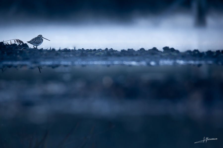 photo-oiseaux-181