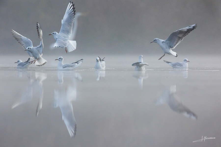photo-oiseaux-183