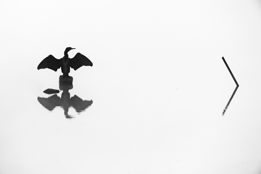 photo-oiseaux-184
