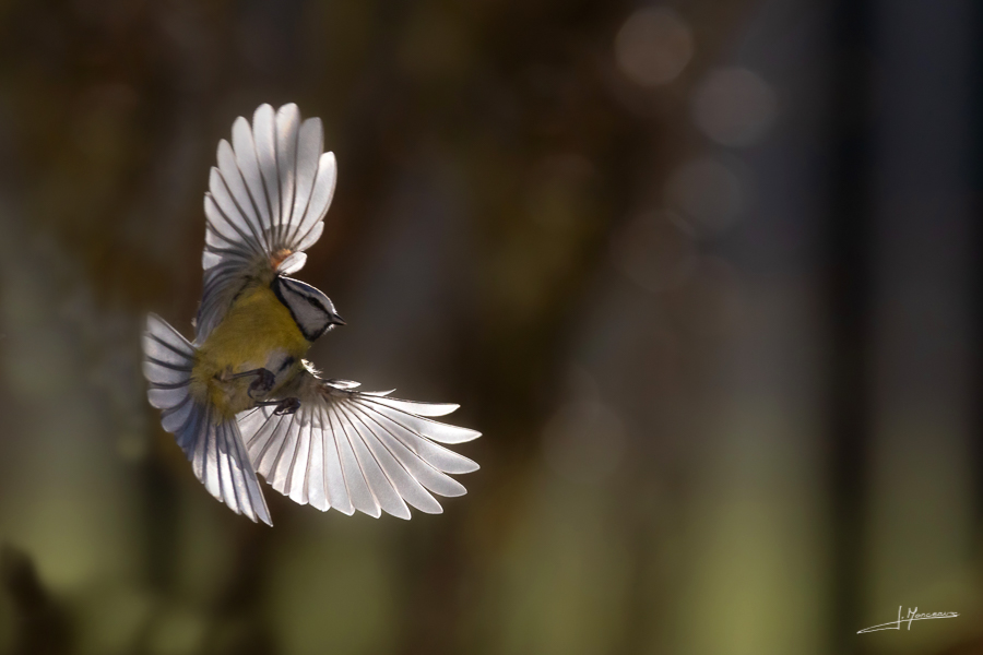 photo-oiseaux-185