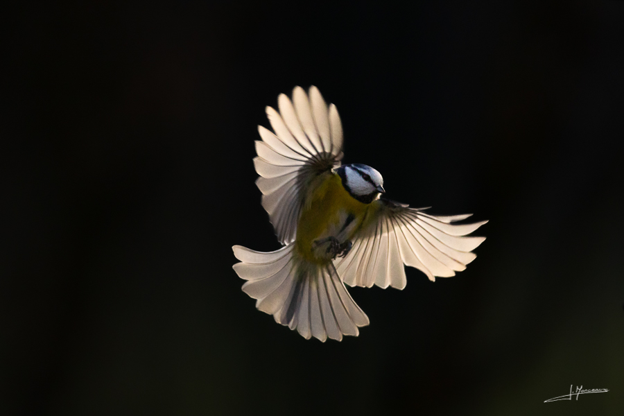 photo-oiseaux-186
