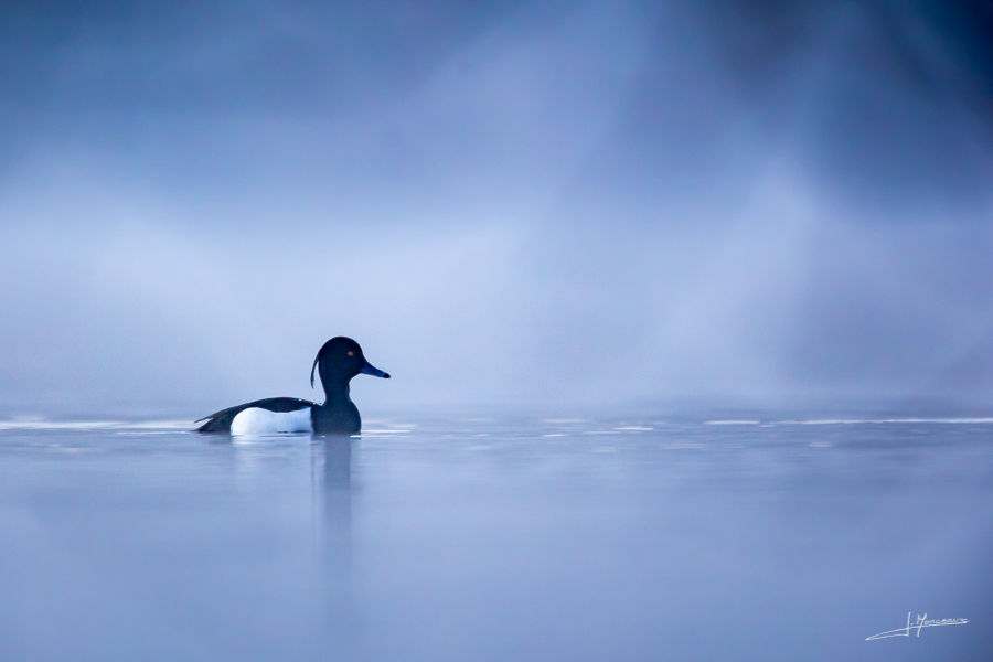 photo-oiseaux-187