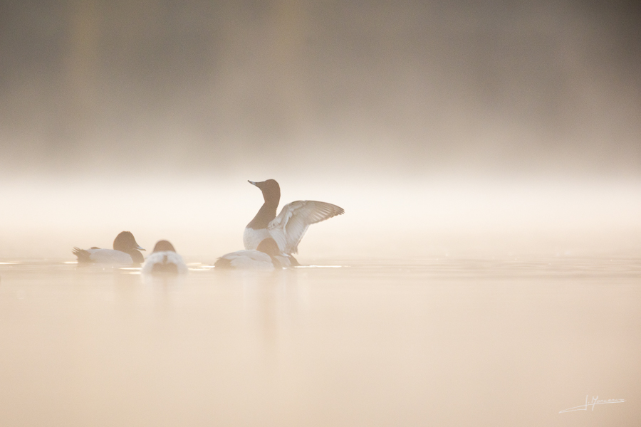 photo-oiseaux-189
