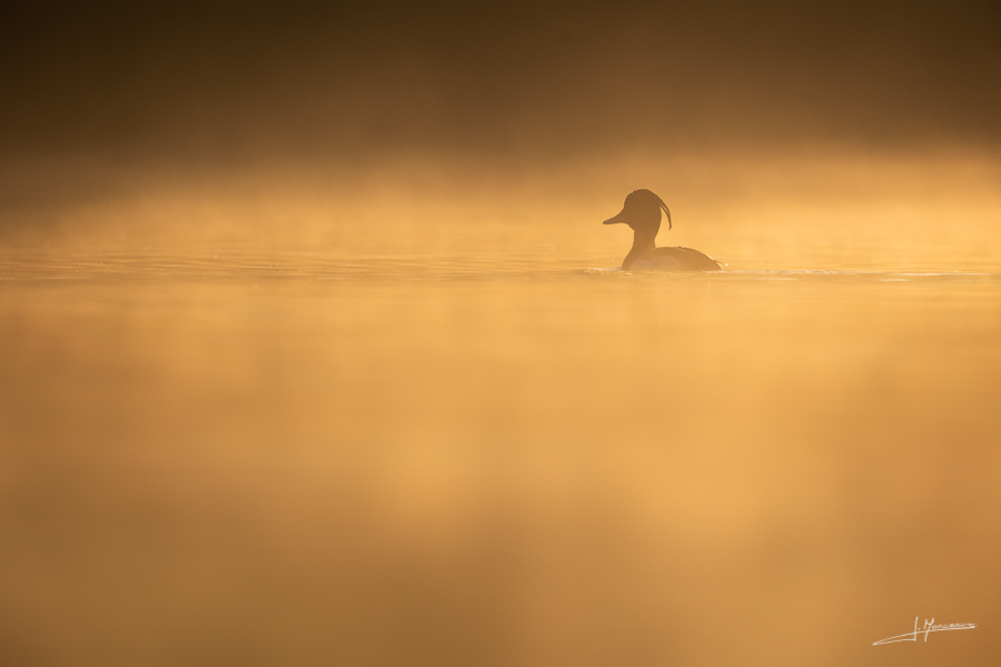 photo-oiseaux-190