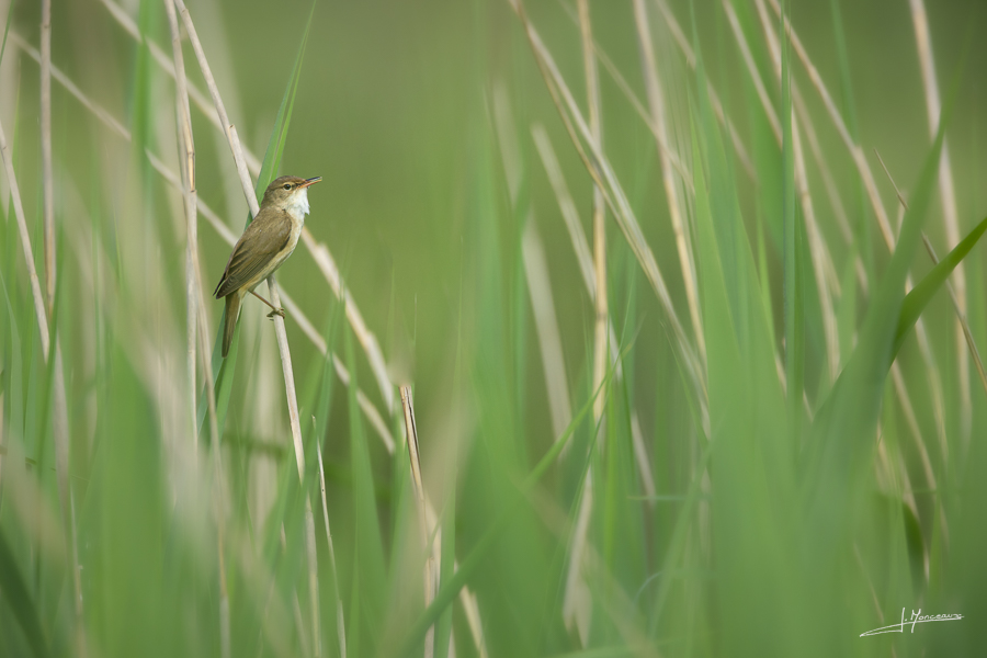 photo-oiseaux-192
