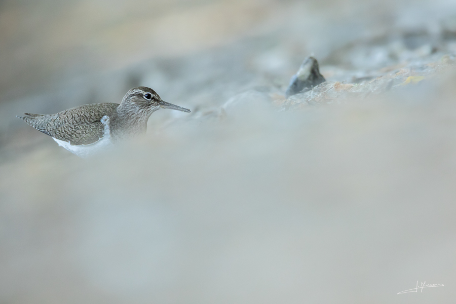 photo-oiseaux-193