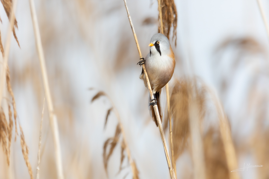 photo-oiseaux-194