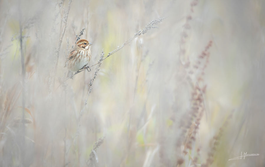photo-oiseaux-195