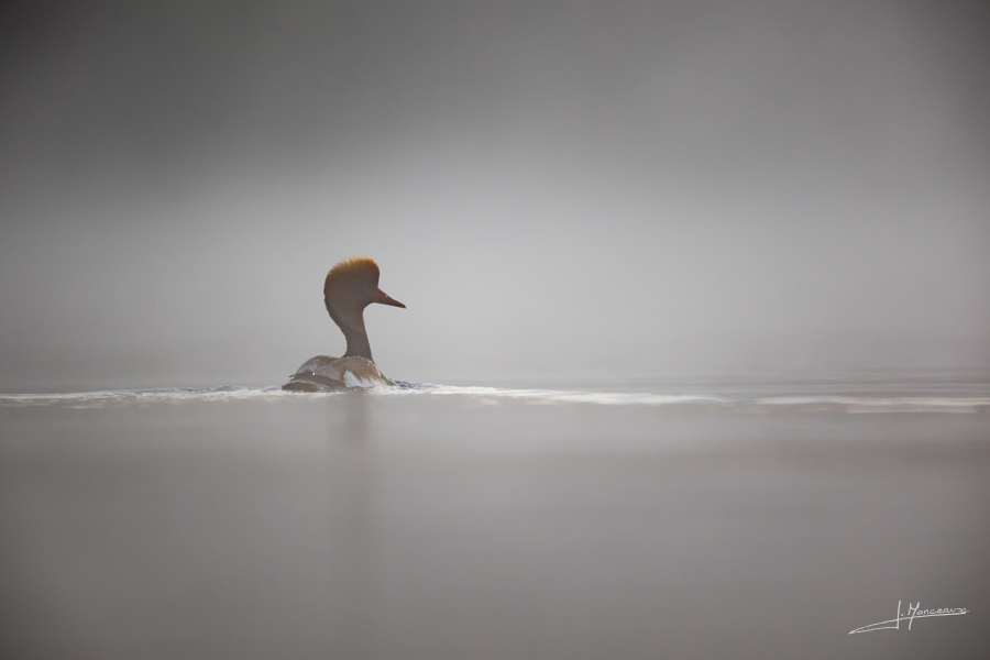 photo-oiseaux-196