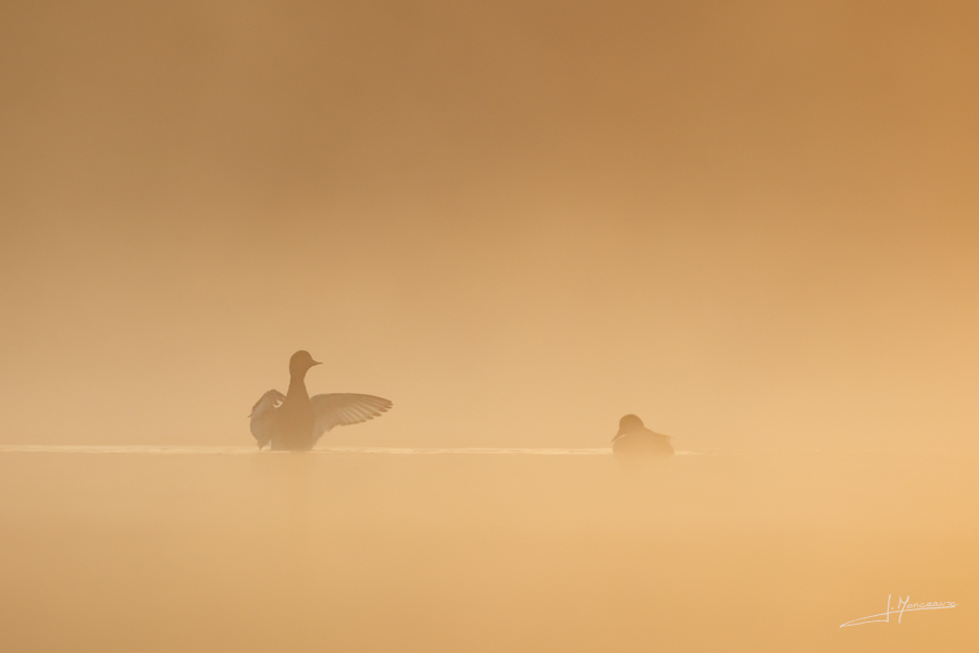 photo-oiseaux-197