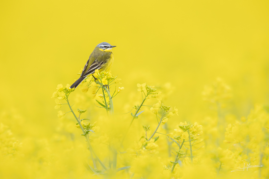 photo-oiseaux-198