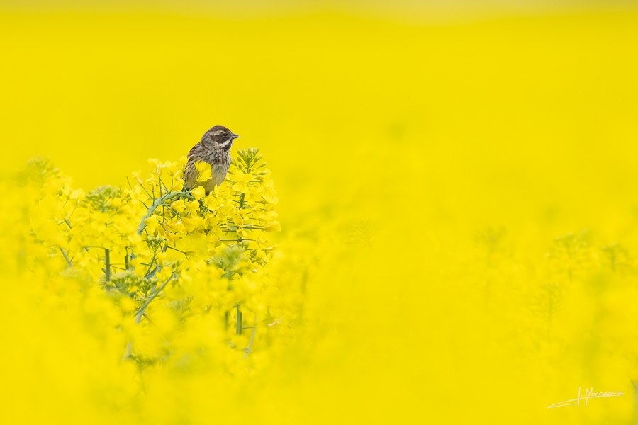 photo-oiseaux-199