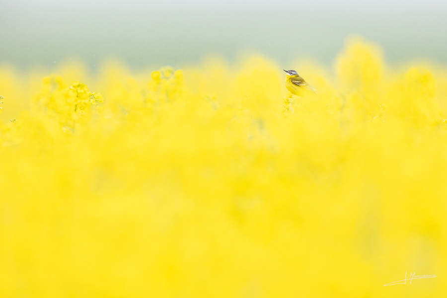 photo-oiseaux-200