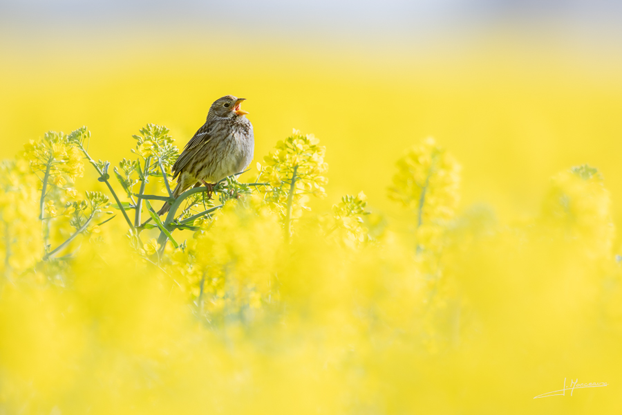 photo-oiseaux-201