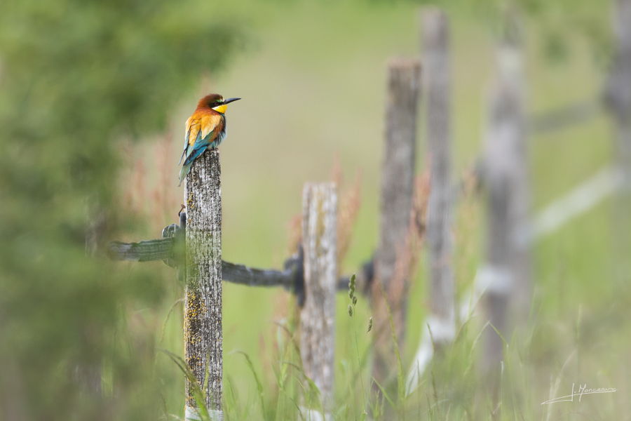 photo-oiseaux-202