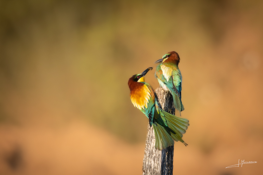 photo-oiseaux-203