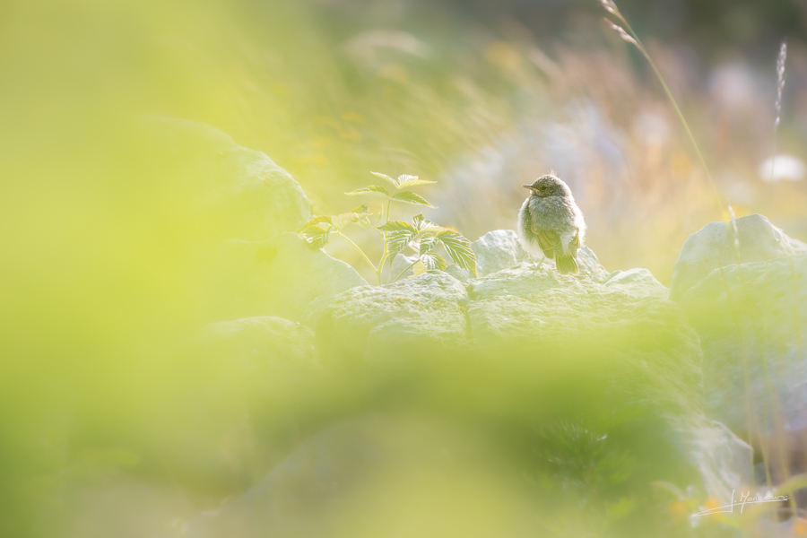 photo-oiseaux-204