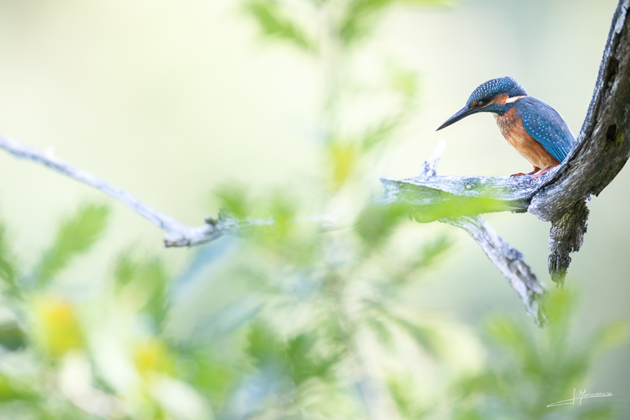 photo-oiseaux-205
