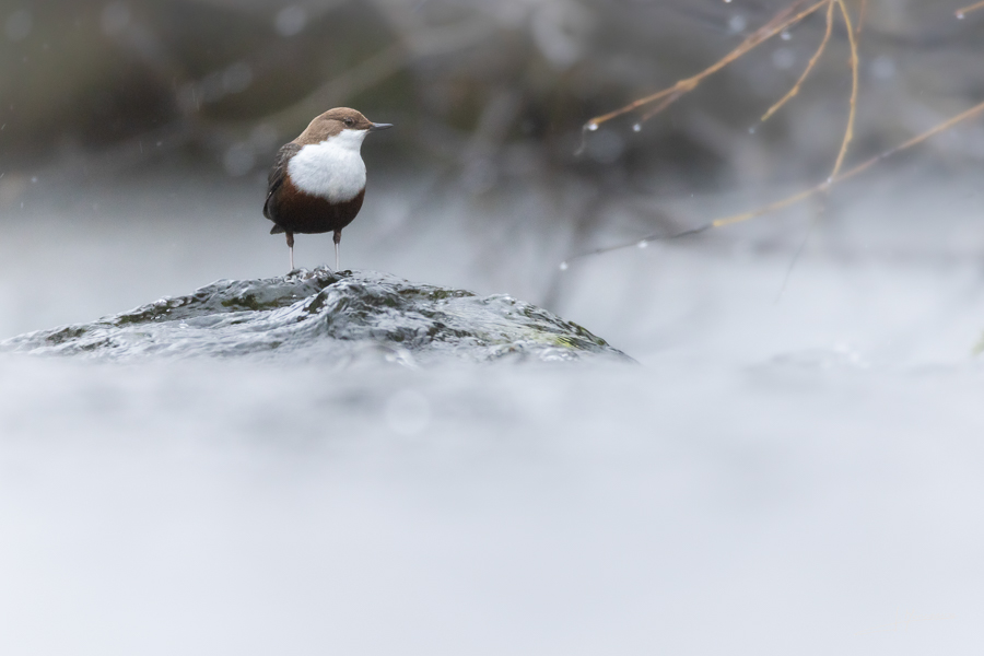 photo-oiseaux-216