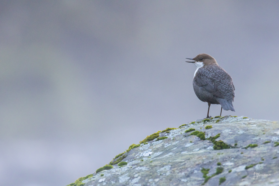 photo-oiseaux-217
