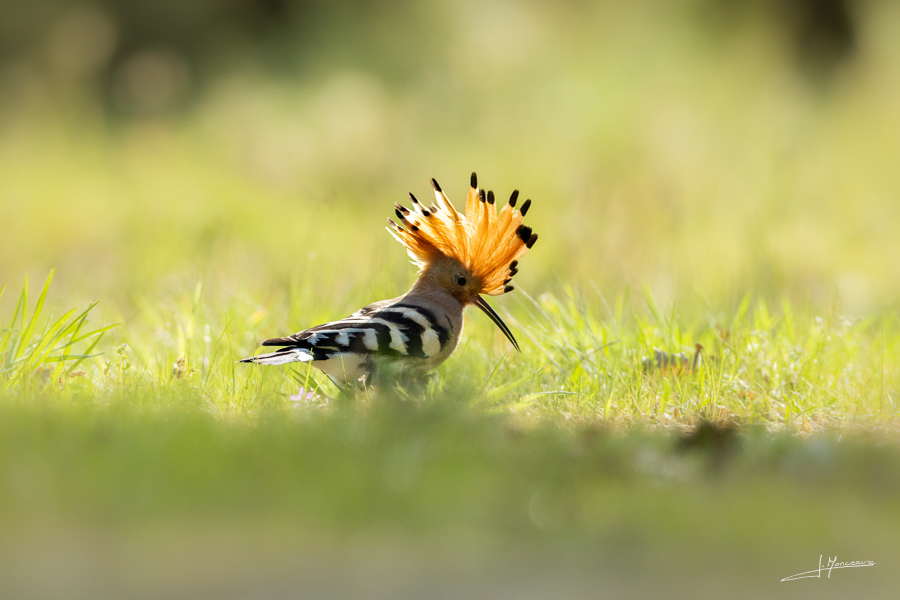 photo-oiseaux-218